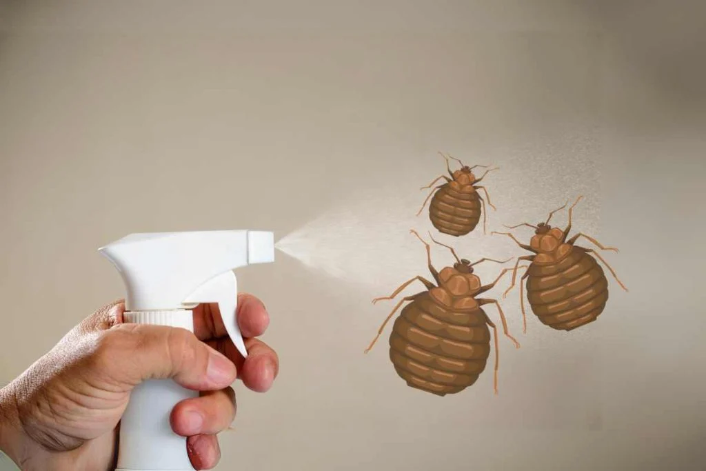​​What Happens During Bed Bug Extermination Treatment?